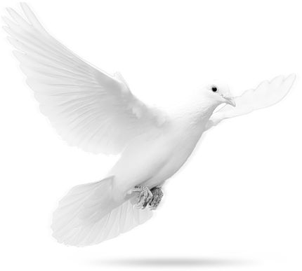 Christian Dove Png Svg Stock - Colombe En Png (450x390), Png Download