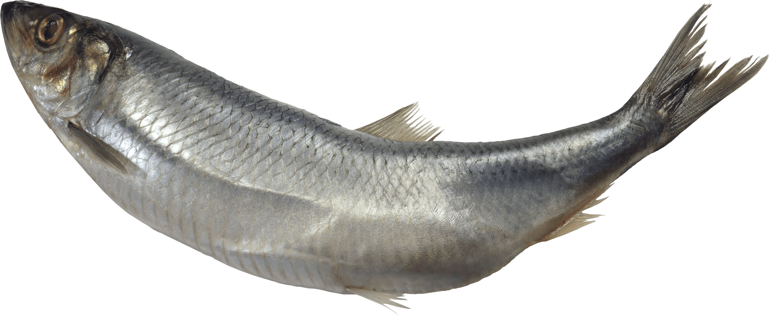 Curved Fish - Fish Png (2487x1023), Png Download