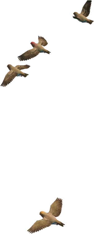 Flying Bird Png Transparent Image - Portable Network Graphics (1024x768), Png Download