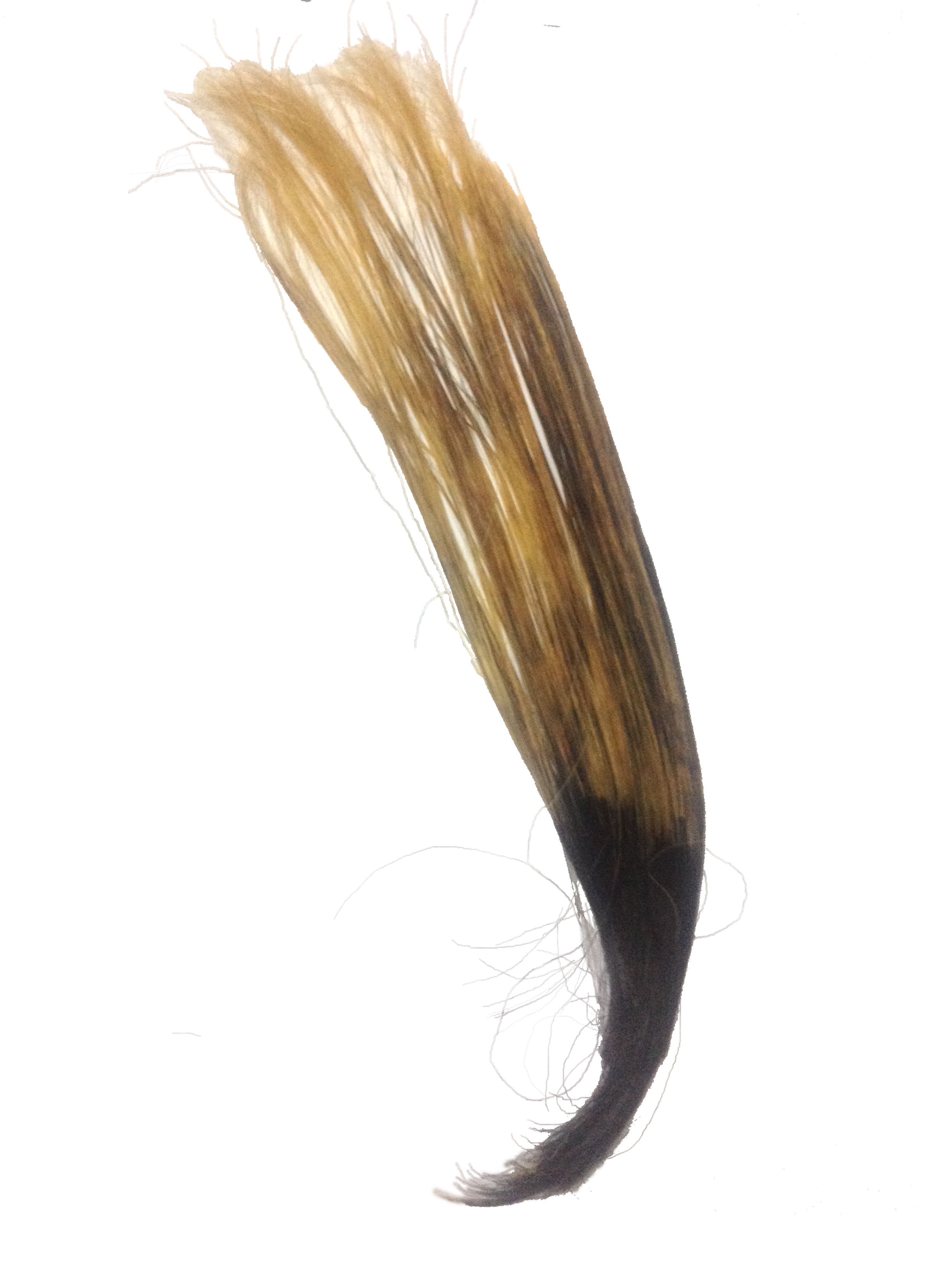 Human Hair Partly Bleached - Bleach (575x767), Png Download