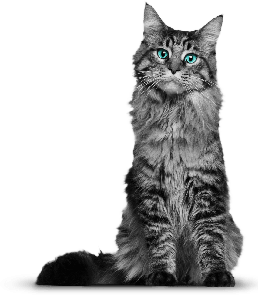 Cat Png - Maine Coon Tabby Cross (851x974), Png Download
