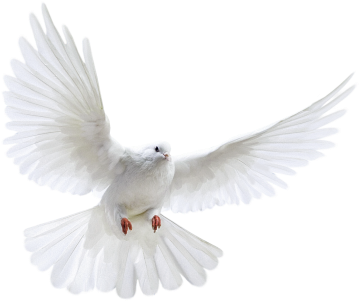 This Image Is Available In Isolated Png Large Resolution - White Pigeon Png File (500x444), Png Download