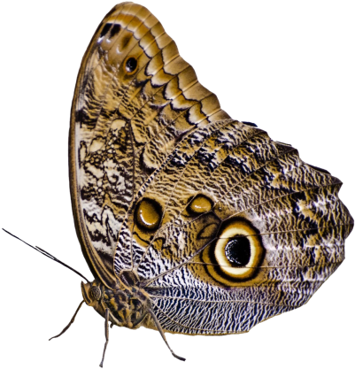 Download Butterfly Png Image - Бабочка В Png (500x504), Png Download