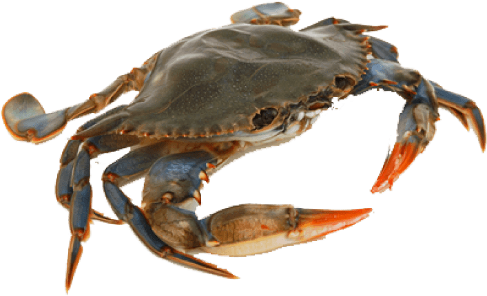 Fresh Crab Png (850x643), Png Download