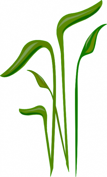 Grass For Tubes - Portable Network Graphics (362x600), Png Download