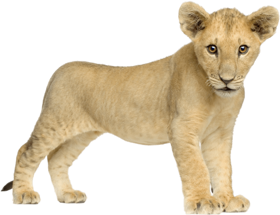 Baby Lion Front - Baby Lion Png (1014x788), Png Download