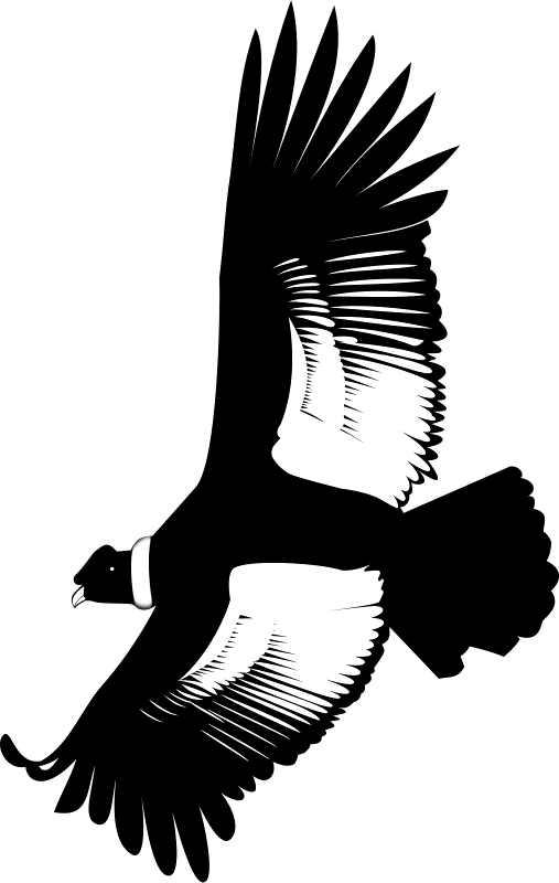 Fliegender The Bald Eagle - Condor Clip Art (507x800), Png Download