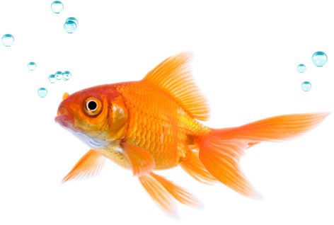 Fish - Salt And Water Balance And Waste Removal (472x318), Png Download