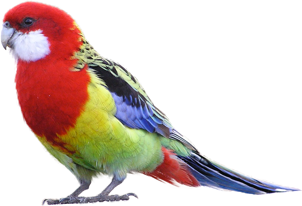 Transparent Birds Tropical - Rosella Bird (1071x754), Png Download