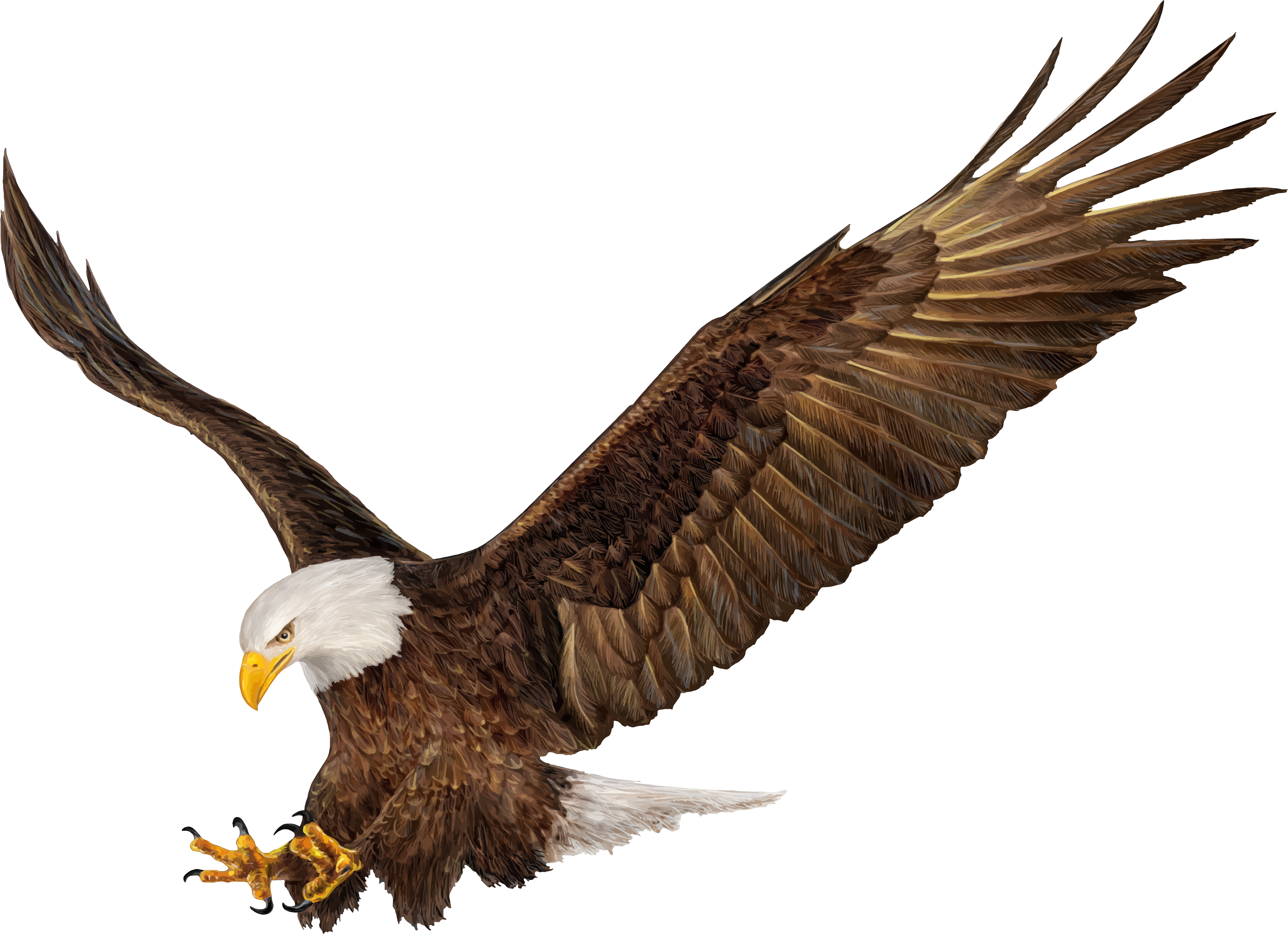 Eagle Png (8000x5821), Png Download