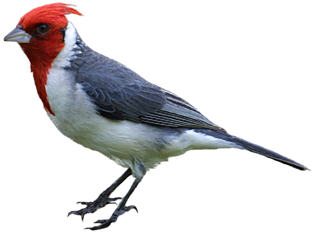Clipart Transparent Library Brazilian Bird Download - Realistic Bird Png (646x486), Png Download