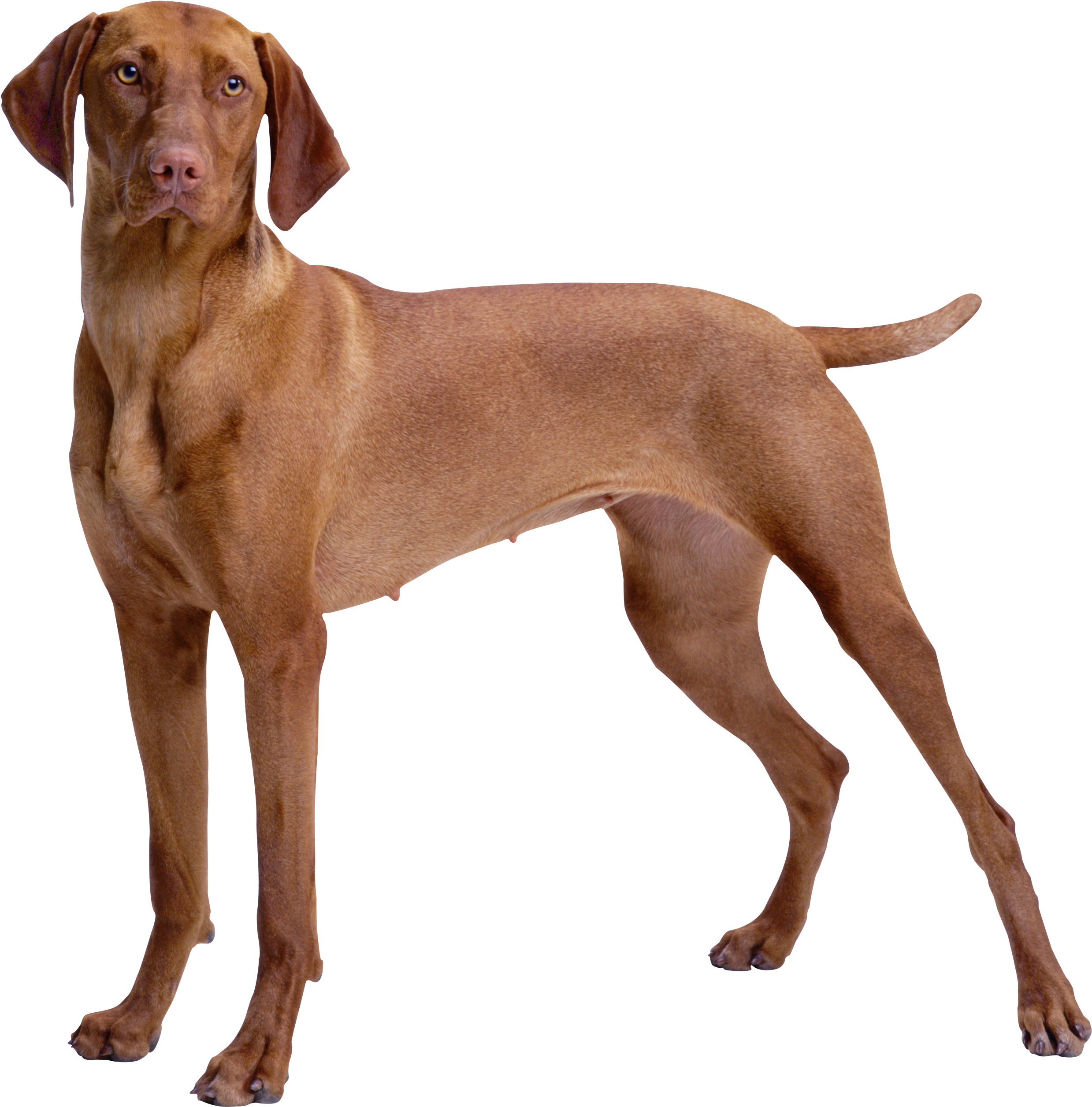 Brown Dog Png Clipart - Brown Dog Png (2653x2721), Png Download