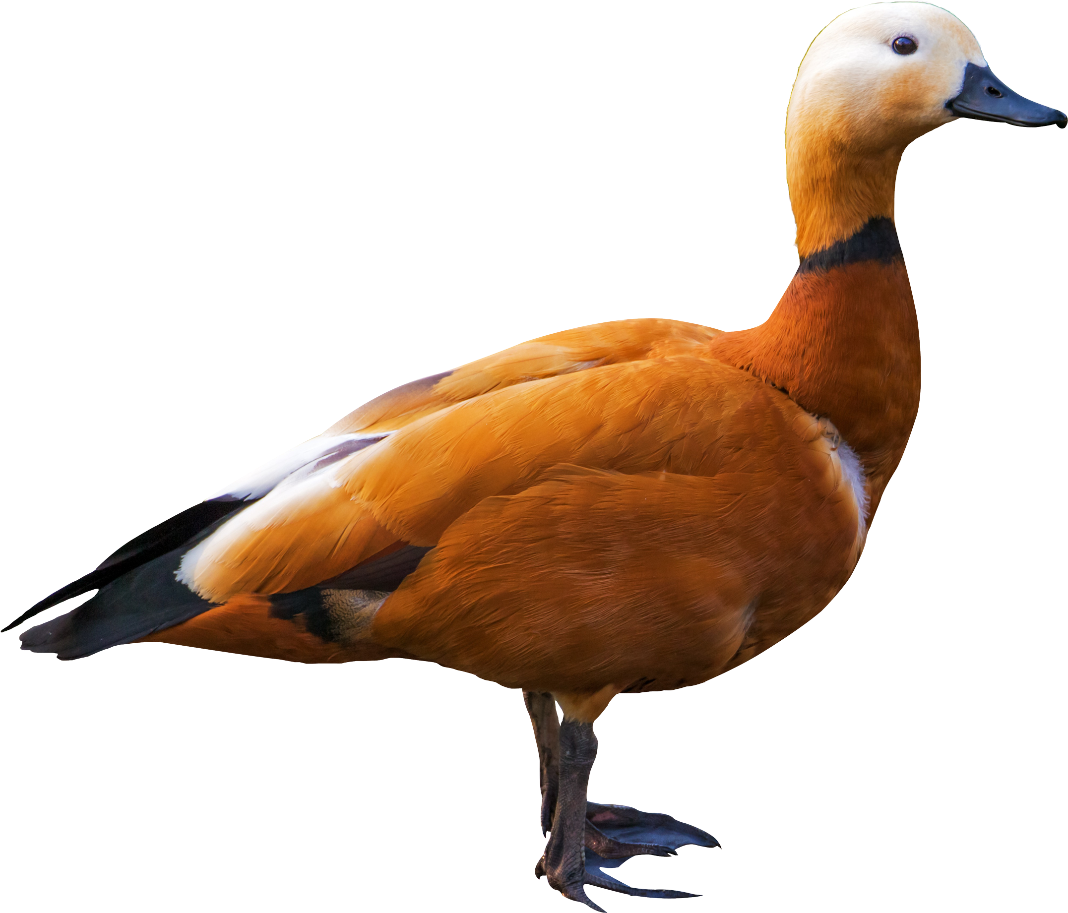 Shelduck Png Transparent Image - Ruddy Shelduck Png (2300x1980), Png Download
