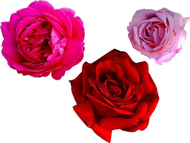 Pink Rose Png Free - Rose (800x600), Png Download