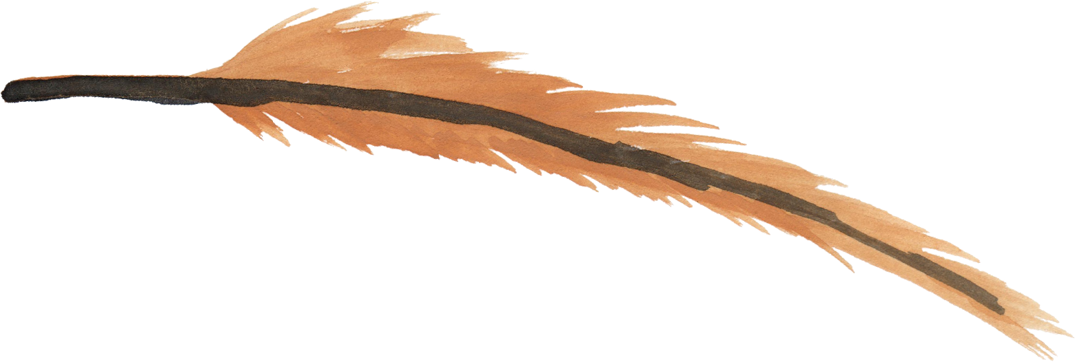 Free Download - Png Watercolor Feathers Brown (1560x526), Png Download