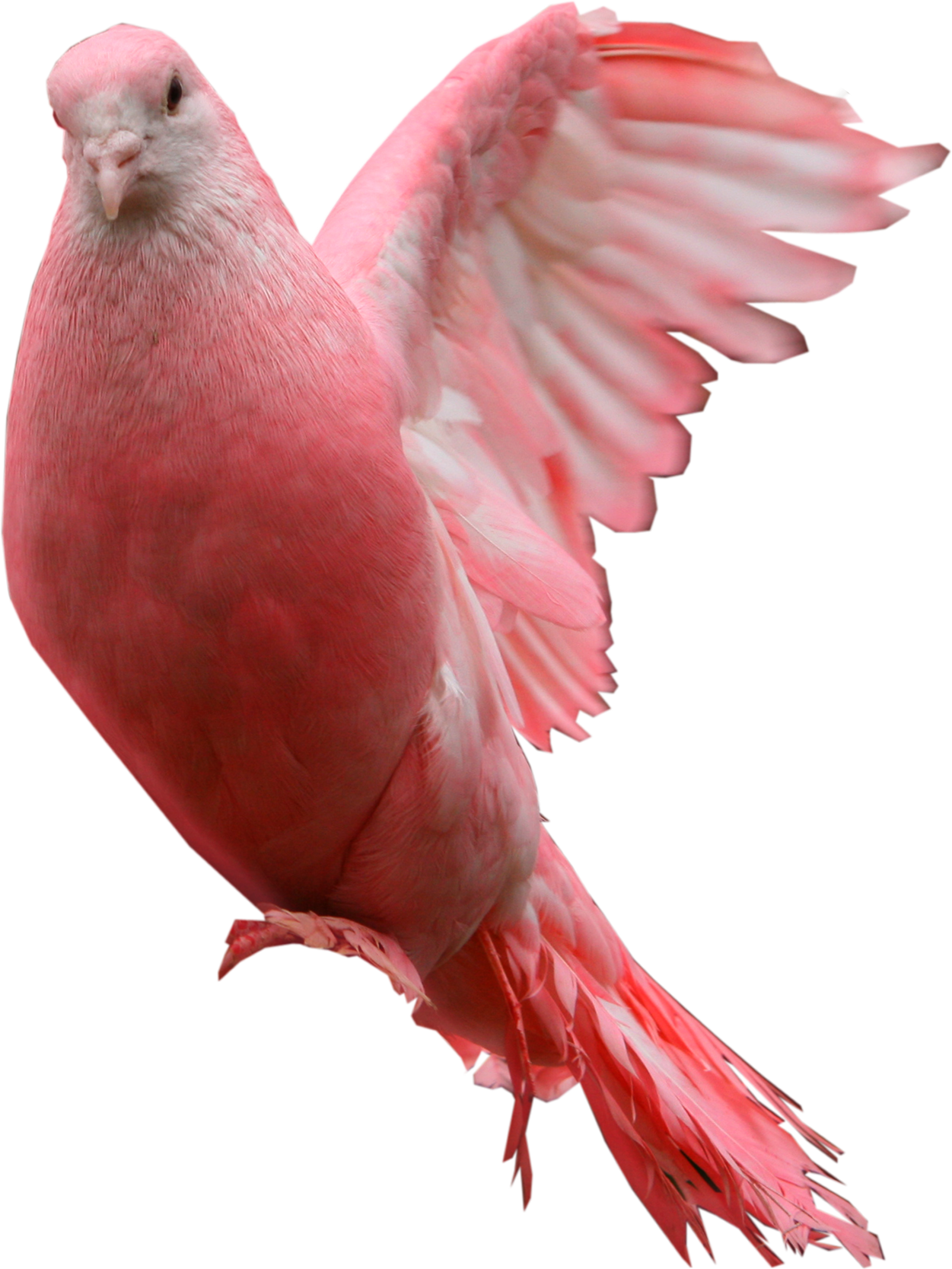 Pink Dove - Pink Pigeon Png (1251x1667), Png Download