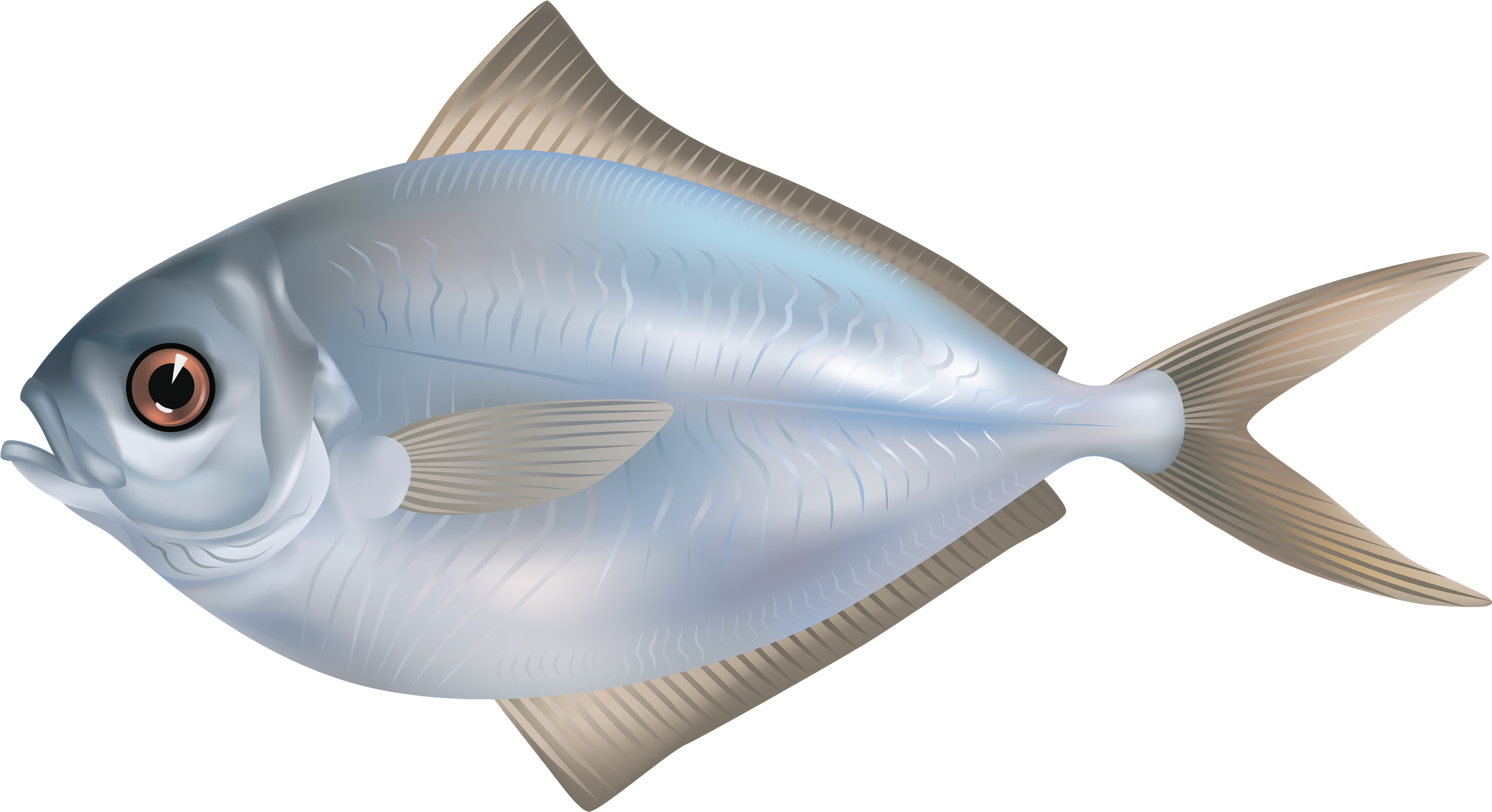 Grey Butter Fish Png Clipart Image - Fish (3000x1632), Png Download