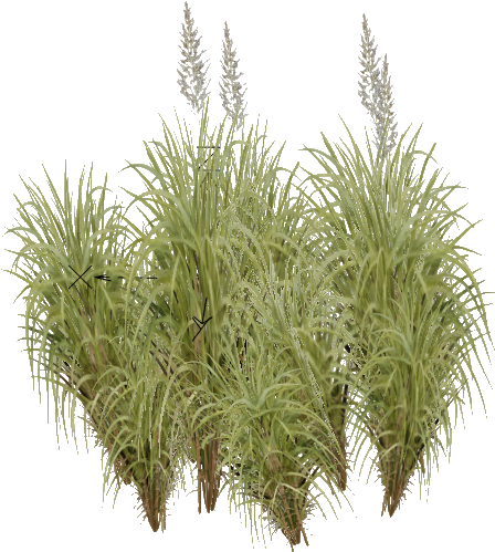 Kans Grass - Saccharum Spontaneum (498x498), Png Download