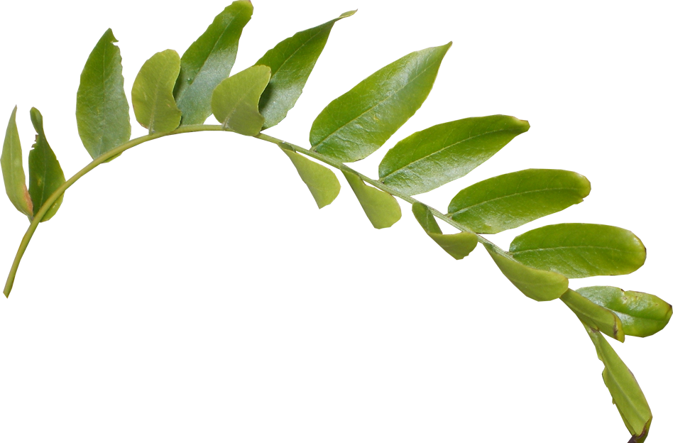 Leaves Png Hd - Hd Leaves Png (948x624), Png Download