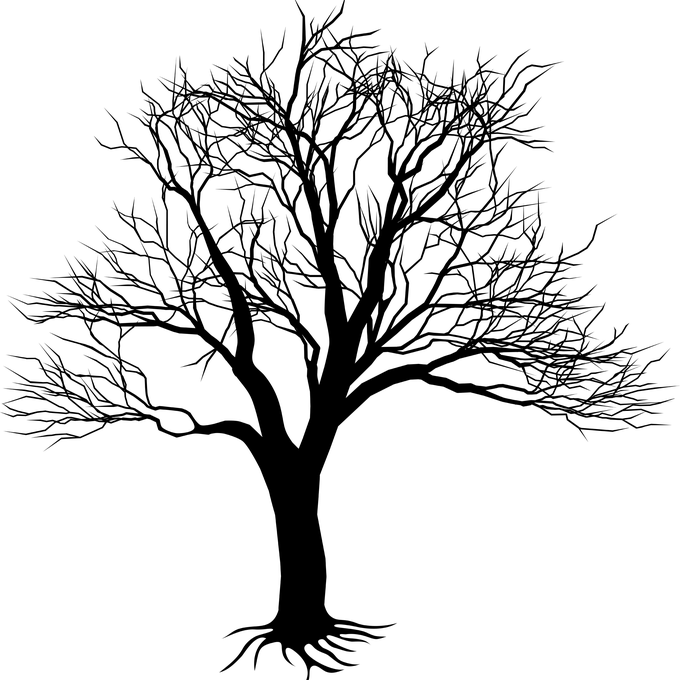 Drawing Of Tree On Wall Clipart Best - Kill A Mockingbird Tree (680x680), Png Download