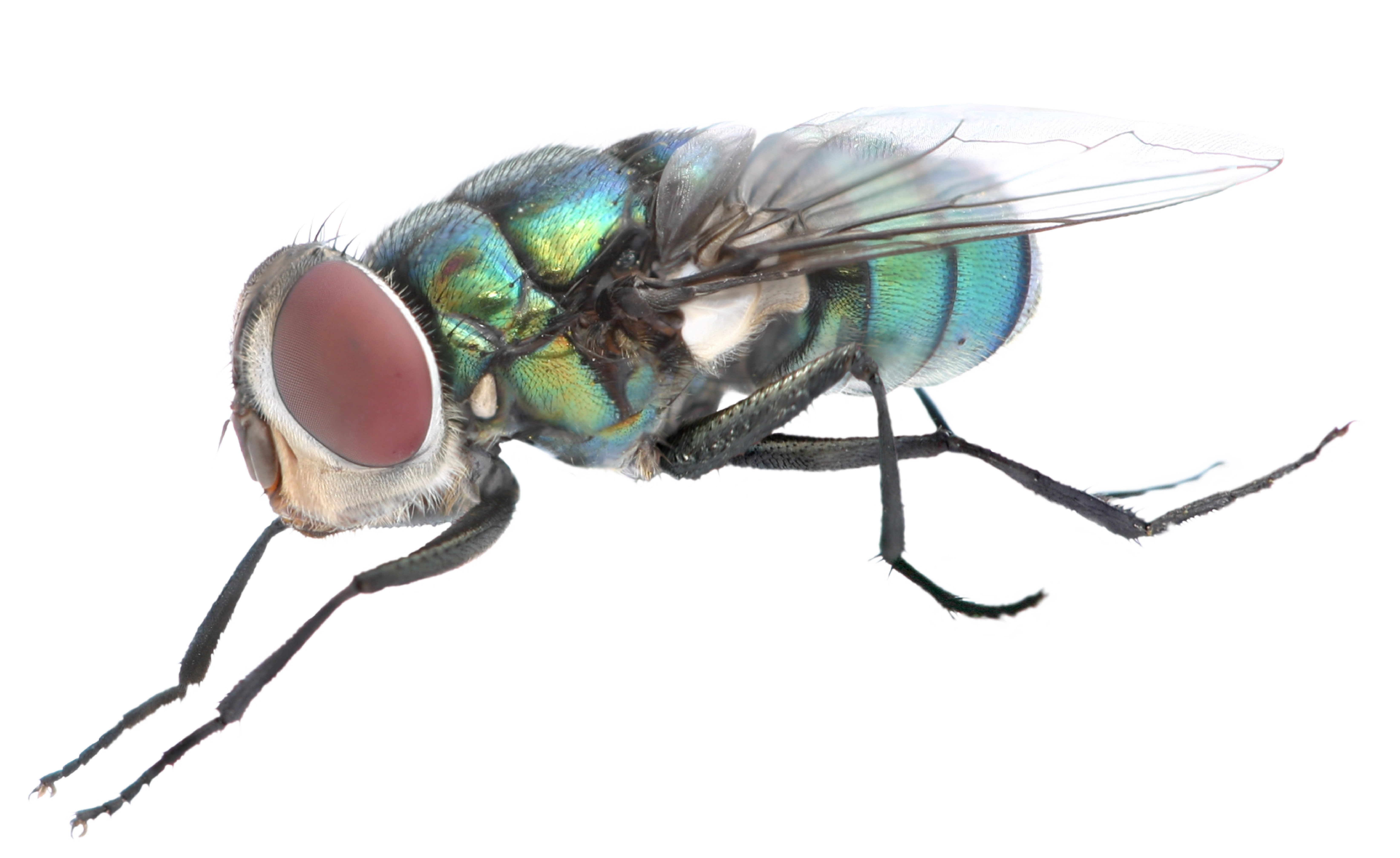 Fly Png Background Image - Portable Network Graphics (6572x4028), Png Download