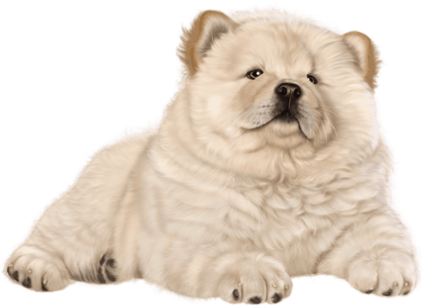 Free Png Puppy Png Images Transparent - Chow Chow Dog Png (850x660), Png Download