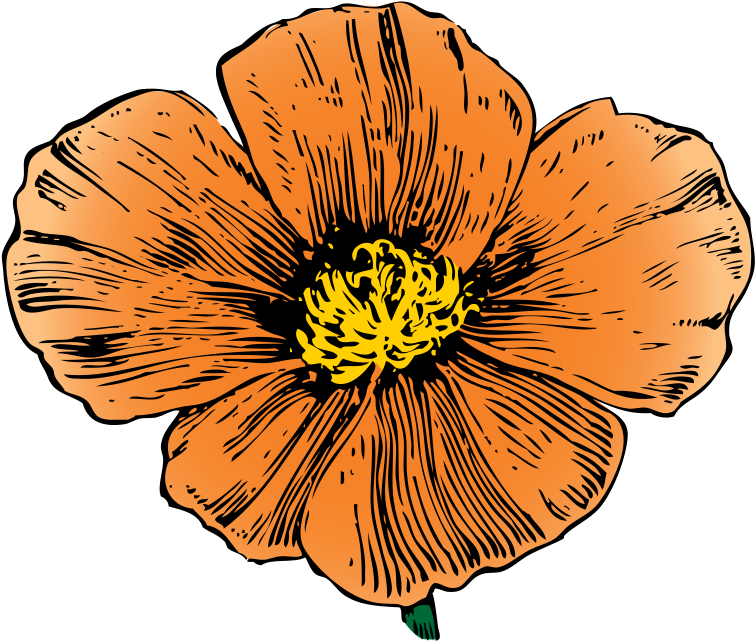 Black And White Mexico Cliparts Design Mexican Flowers - California Poppy Png (800x703), Png Download