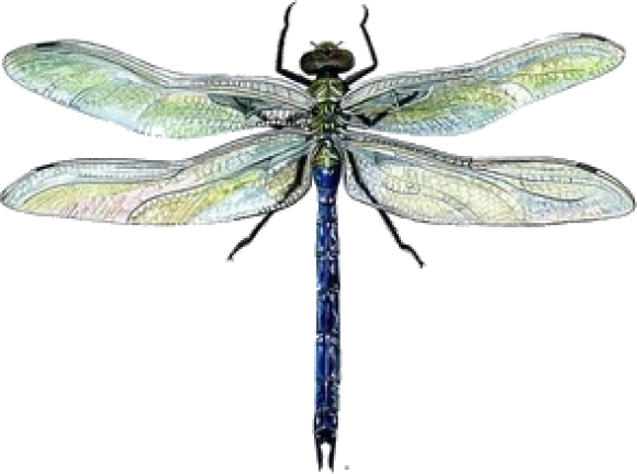 Clip Black And White Stock Dragonflies Drawing Watercolor - Dragonfly Drawing Colour (580x432), Png Download