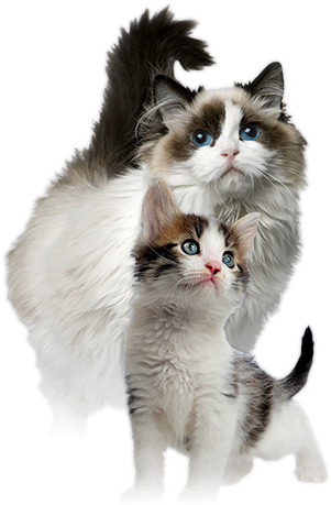 Caring For Kittens And Cats - Ragdoll Cat (307x476), Png Download