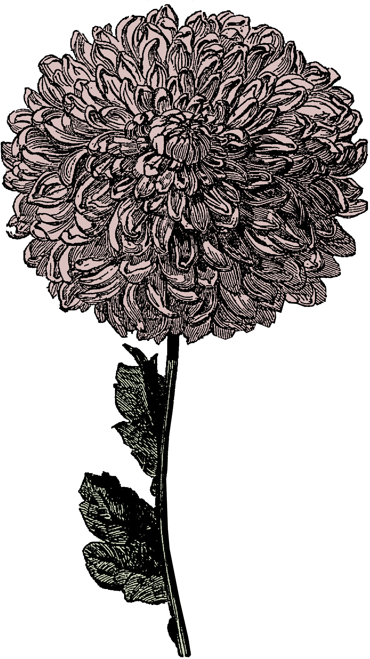 Frozen - Chrysanthemum Drawing Transparent (1339x2310), Png Download
