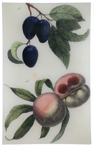 Plum - Fruit (500x500), Png Download