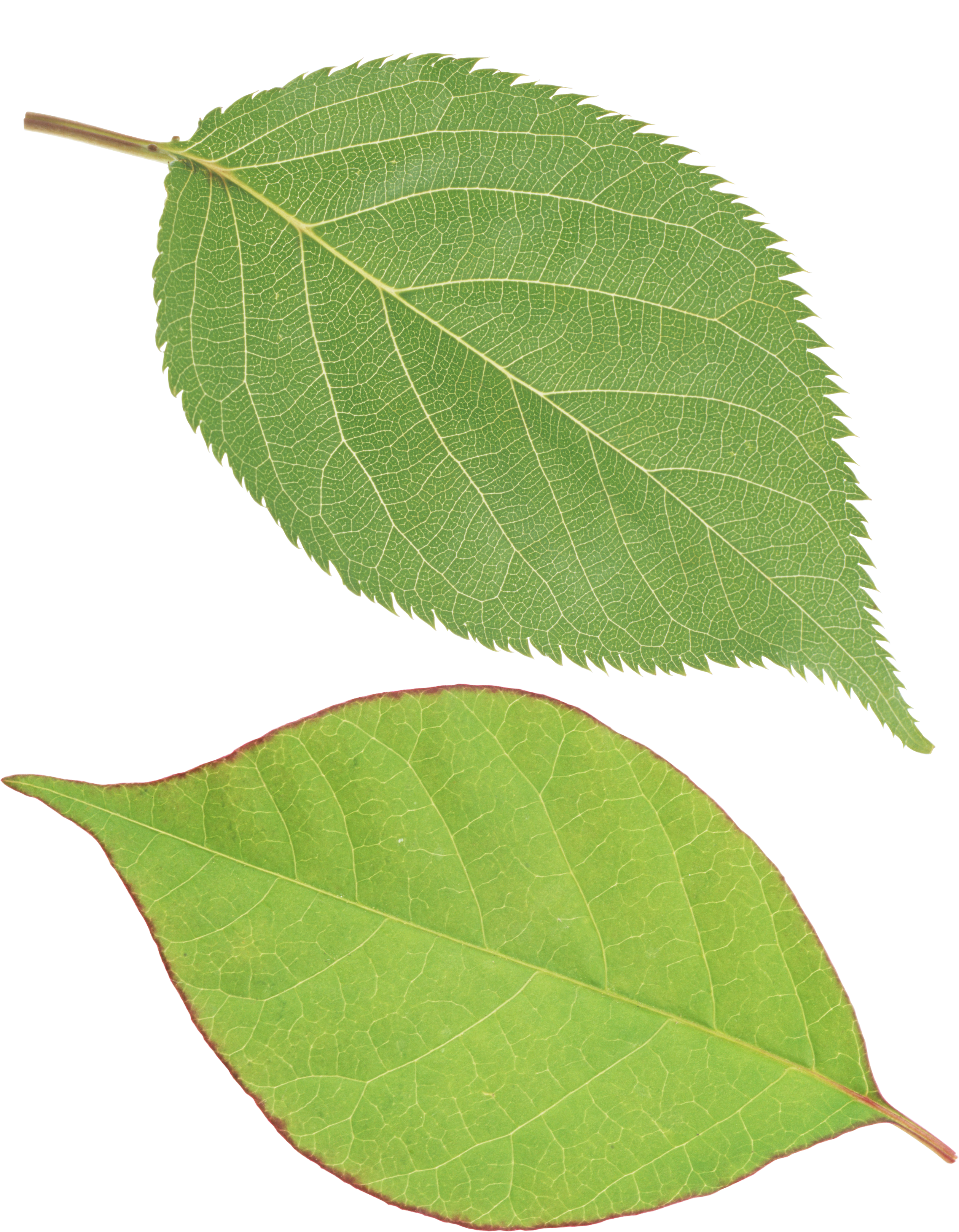 Green Leaf Png - Leaf Png (2520x3237), Png Download