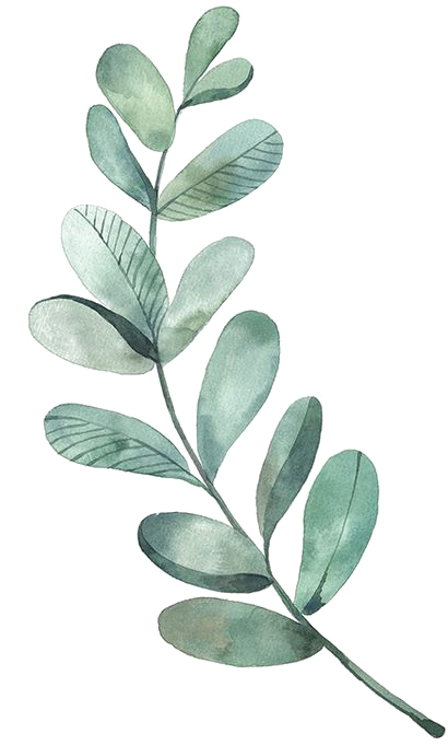 Leaf Drawing Watercolor Painting Illustration - Watercolor Eucalyptus Leaves Png (564x814), Png Download
