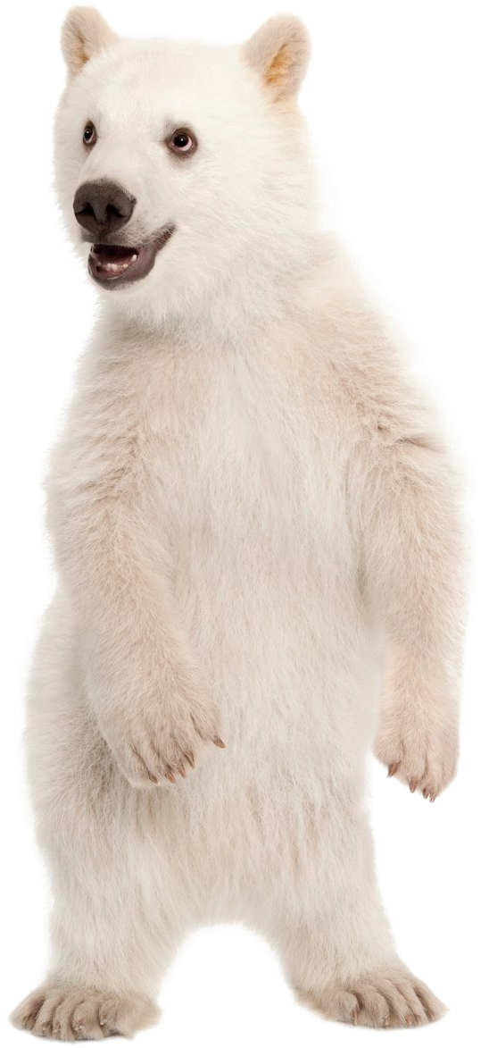 Polar Bear Png Pic - Polar Bear Standing Up Png (1200x1200), Png Download