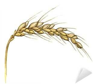 Watercolor Illustration Of Wheat Ear On White Sticker - Illustration (400x400), Png Download
