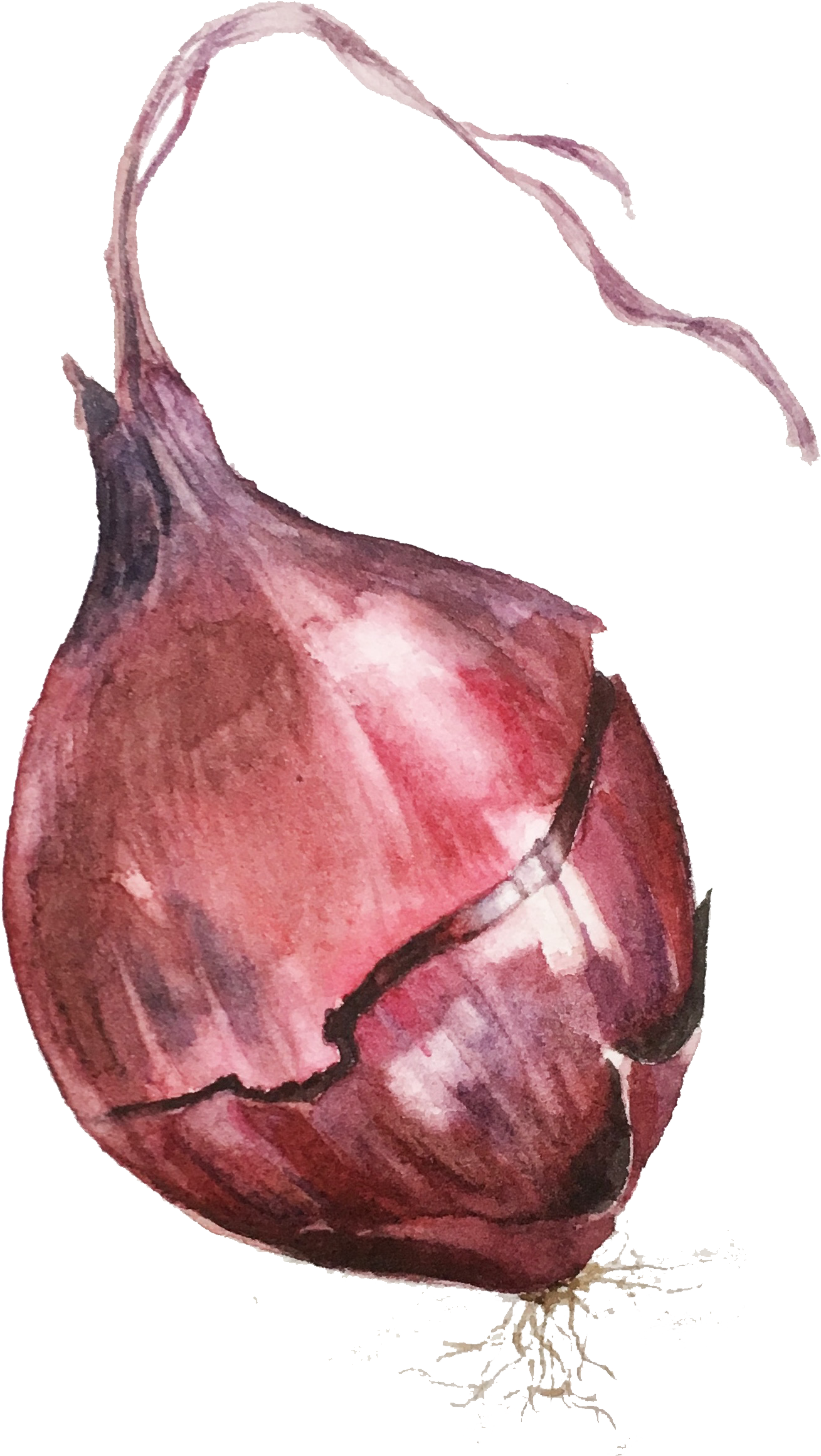 Black Eyed Susans - Red Onion (1400x1425), Png Download