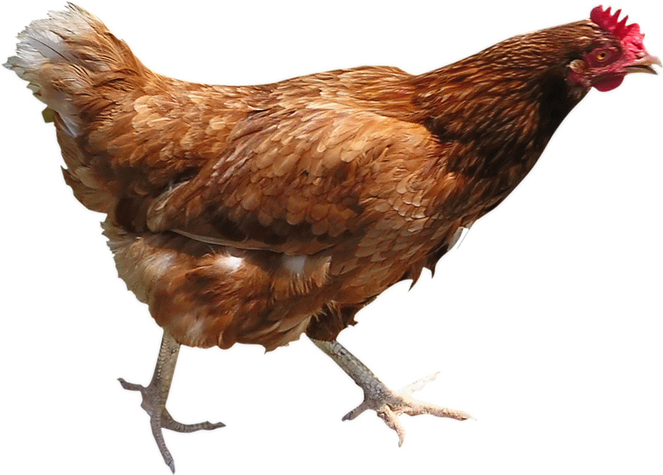 Chicken Png Image - Brown Chicken Png (1000x799), Png Download