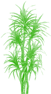 Bamboo Tree Clipart Png, Tree Png Plan, Tree Png Clipart, - Palm Trees (360x360), Png Download