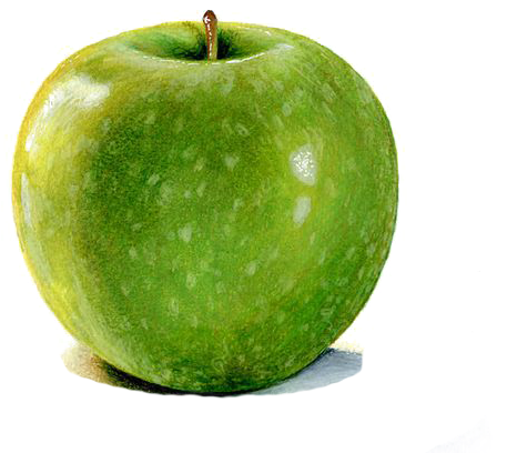 Granny Smith Watercolor Painting Apple Drawing Illustration - Green Apple Botanical Illustration (564x447), Png Download