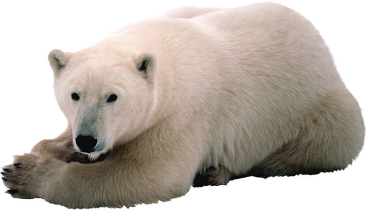 Oso Polar Con Png (724x416), Png Download