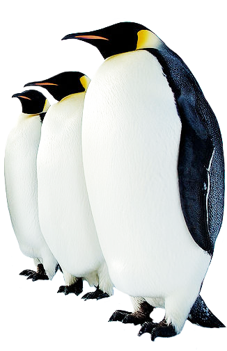 Penguin High-quality Png - Emperor Penguin Average Height (363x504), Png Download