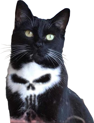 Cutout - Punisher Cat (374x487), Png Download