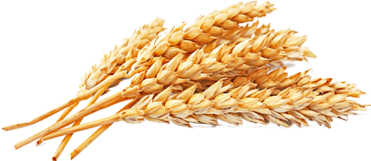 Grain Wheat Png Jpg Black And White Download - Recipe For Men Raw Naturals Goof Proof Antiperspirant (780x518), Png Download
