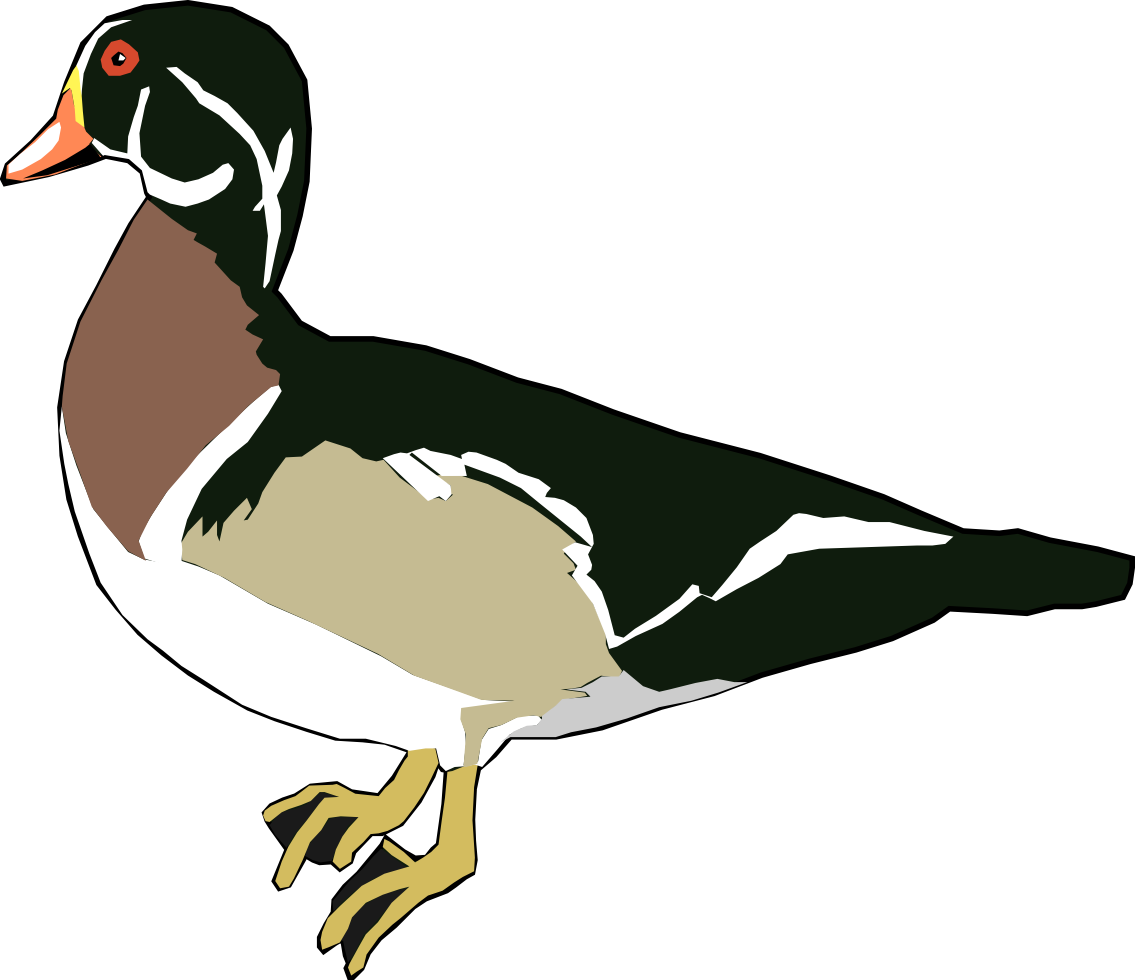 Clipart Duck Real Duck - Wood Duck Clipart (1135x980), Png Download