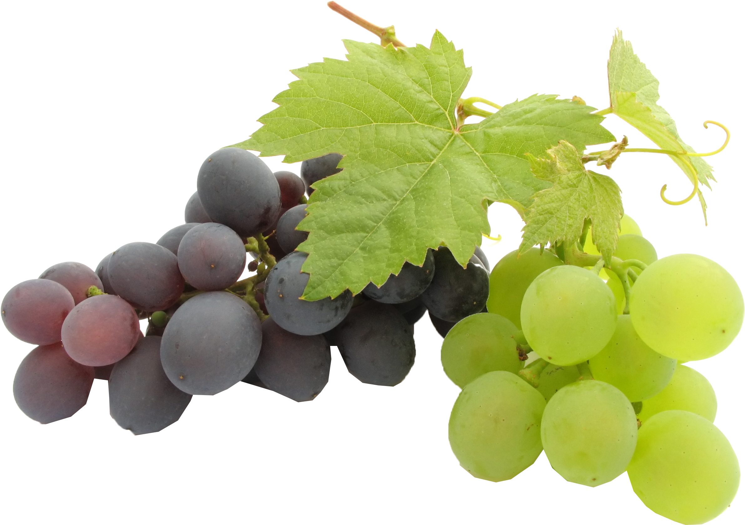 Grapes Png - Best Pure Grape Seed Oil| (240ml) (2662x2048), Png Download