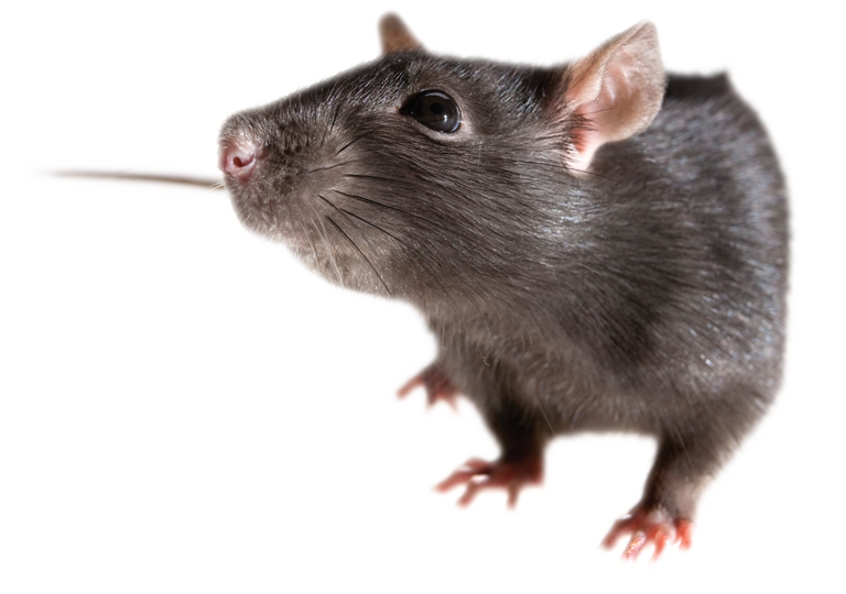 Rat Free Download Png - Rat Png Transparent (768x540), Png Download