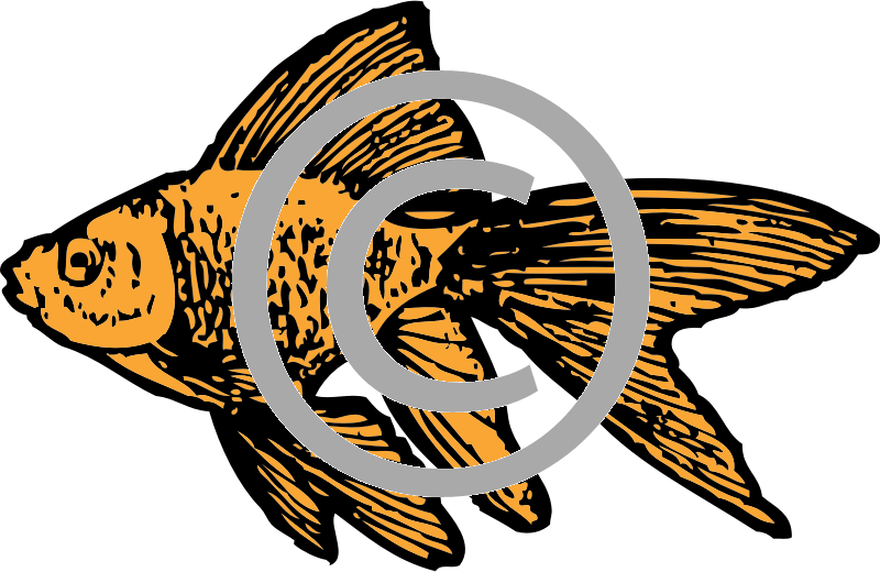 Goldfish - Png - Goldfish Clip Art (800x520), Png Download