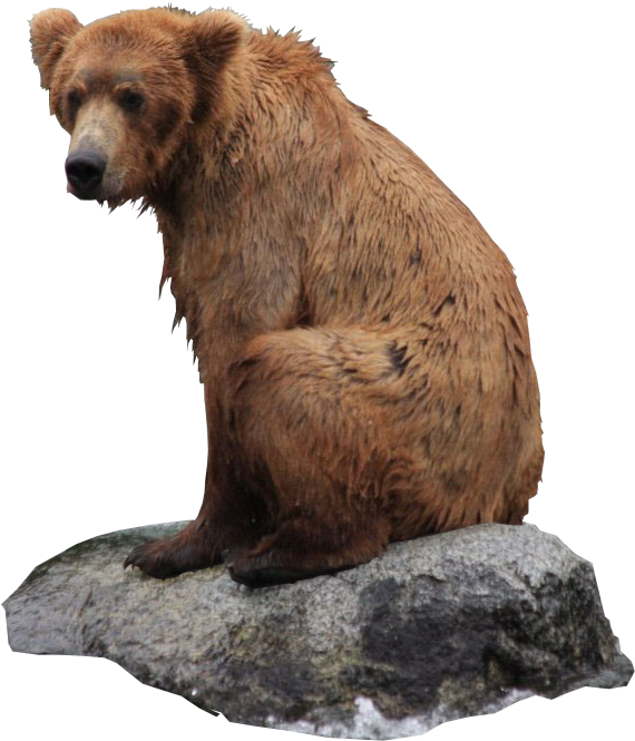 Bear Png (646x706), Png Download