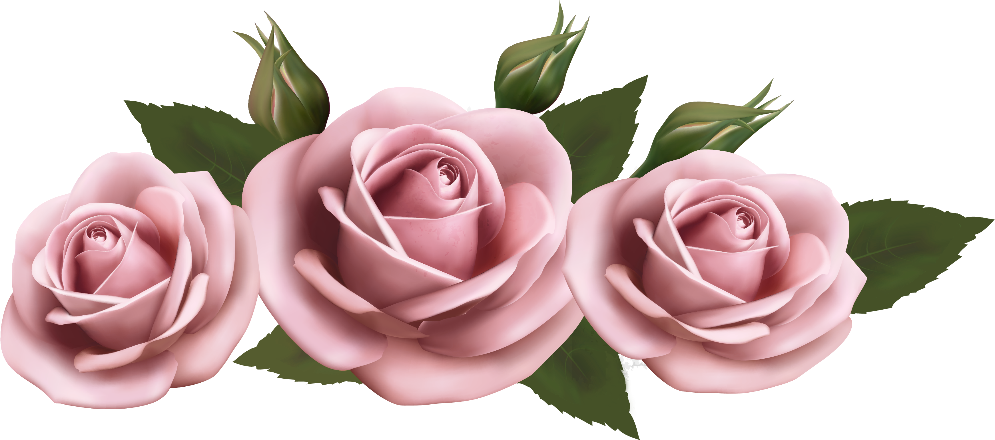 Beautiful Clipart Pink Rose - Pink Roses Transparent (600x266), Png Download