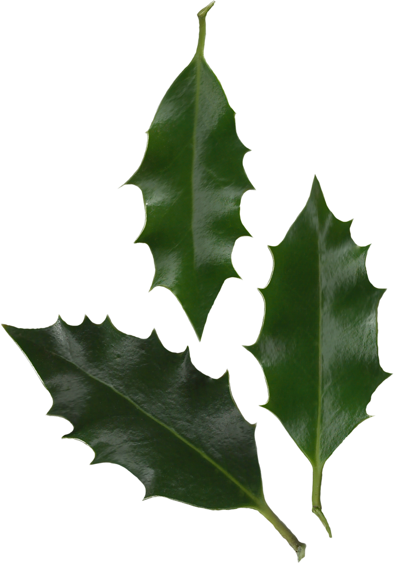 Download Holly Leaves Photo Holly Leaf Png Full Size Png Image Pngkit